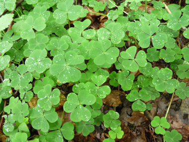 Petite plante vivace d'une dizaine de centimètres dépourvue de tige. Agrandir dans une nouvelle fenêtre (ou onglet)